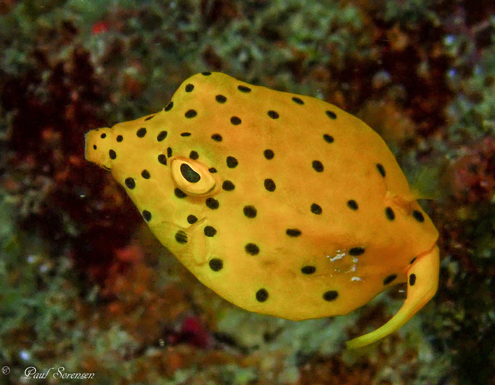 Yellow Boxfish