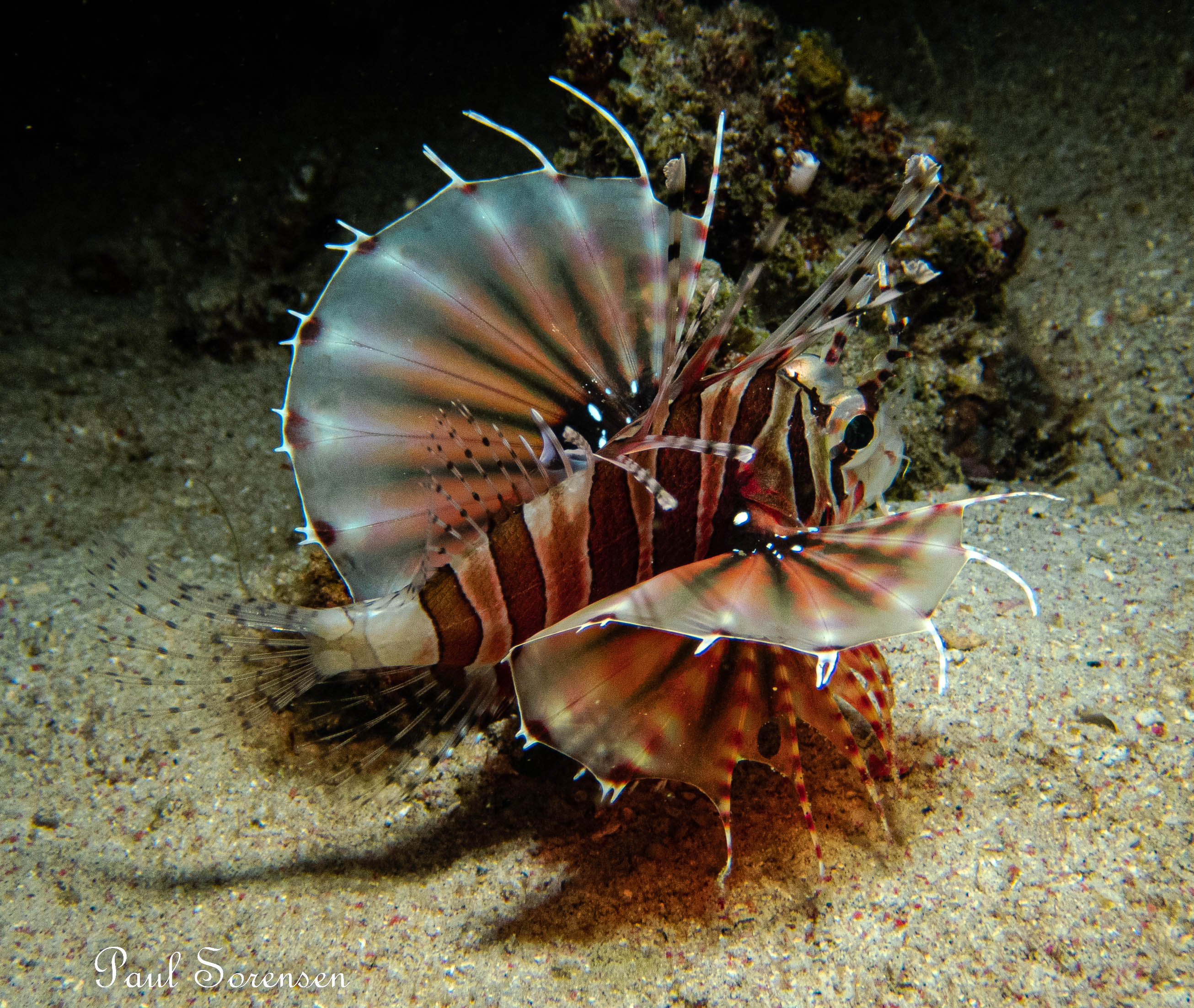 Zebra Lionfish