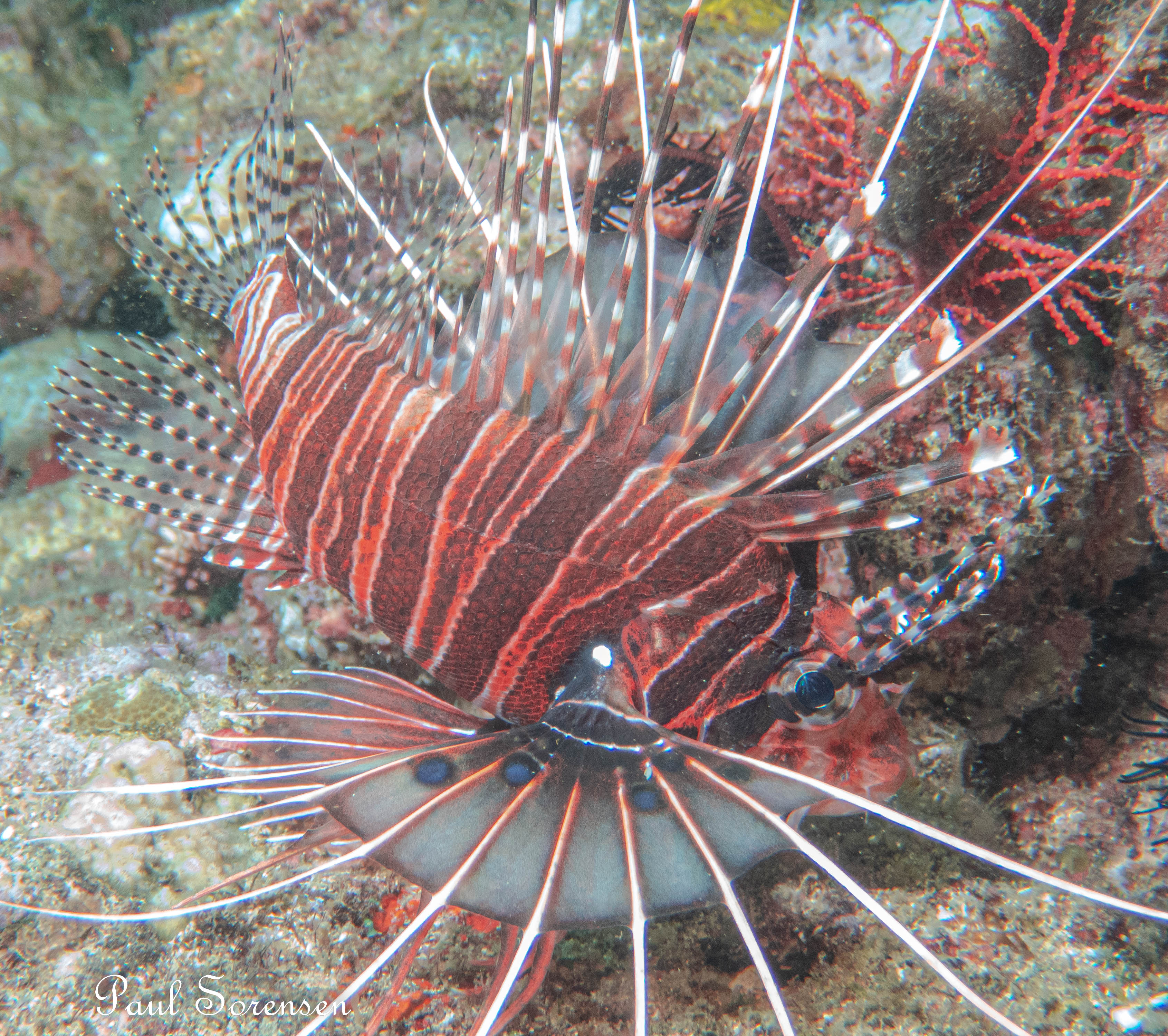 Lionfish