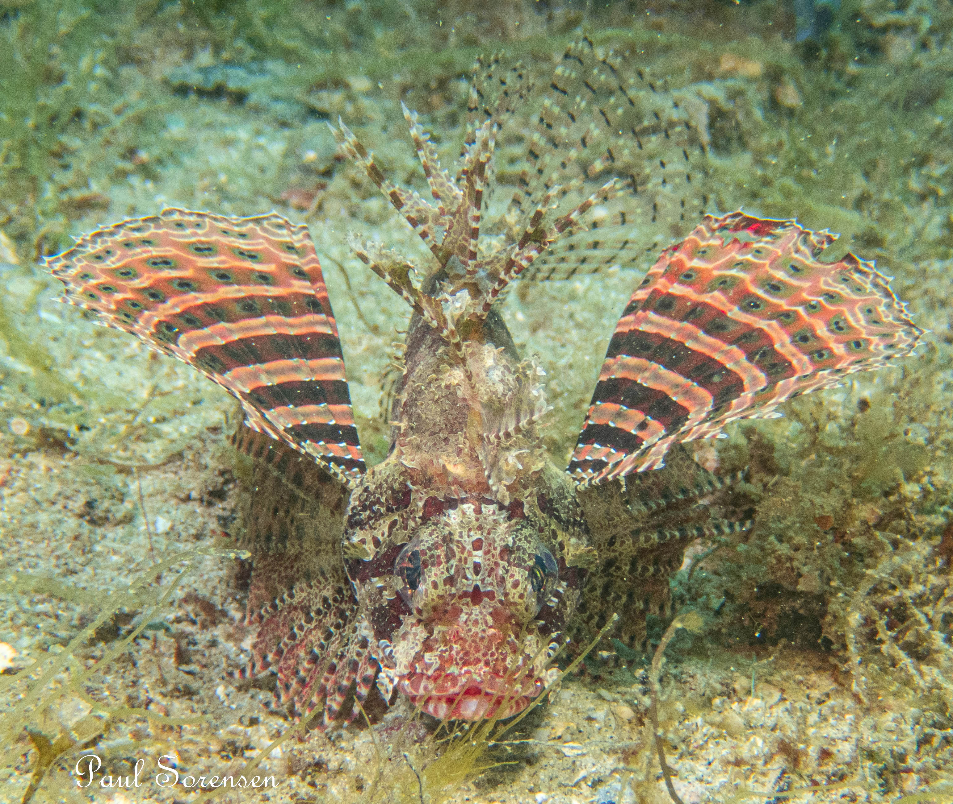 Dwarf Lionfish