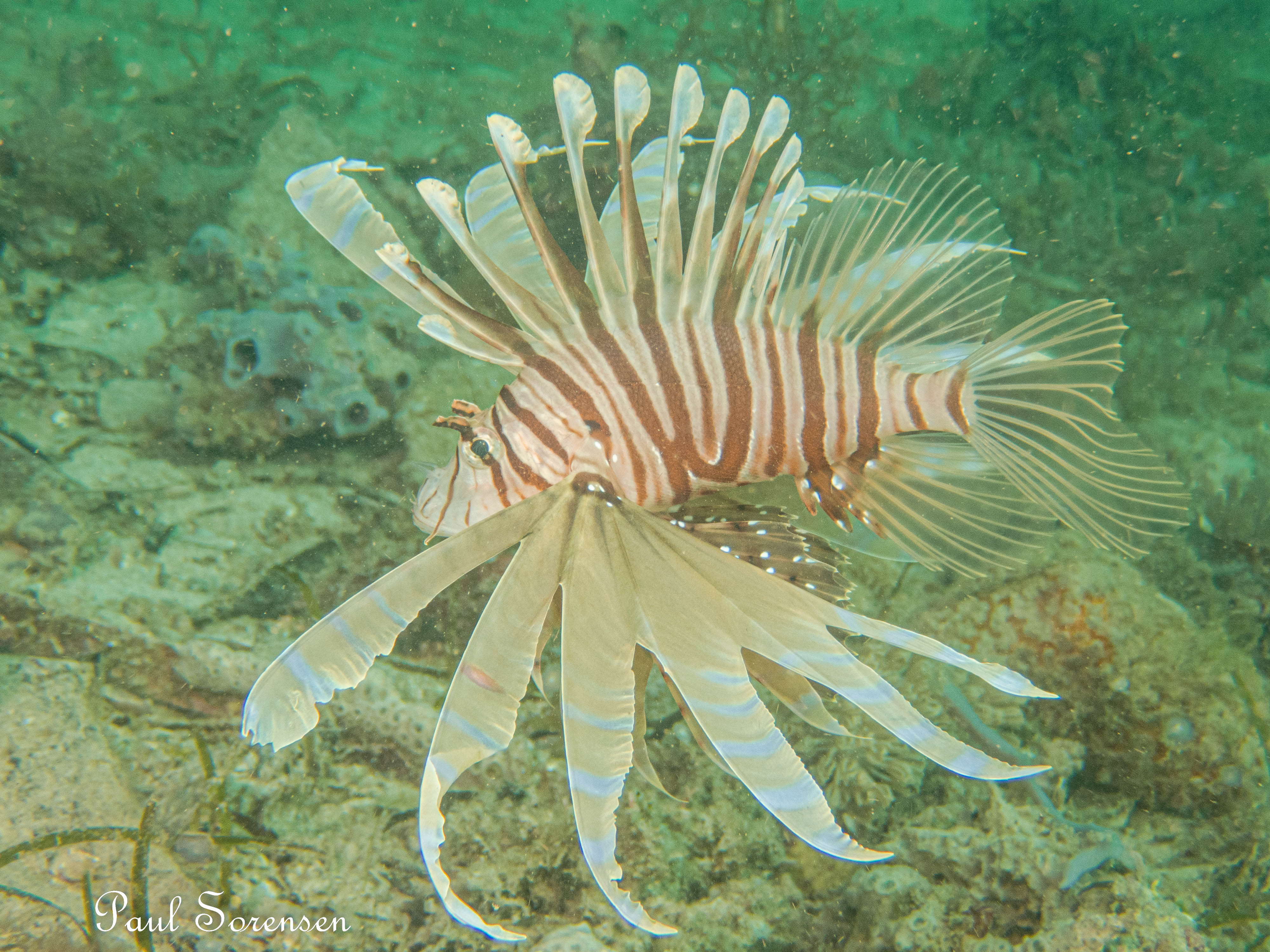 Lionfish