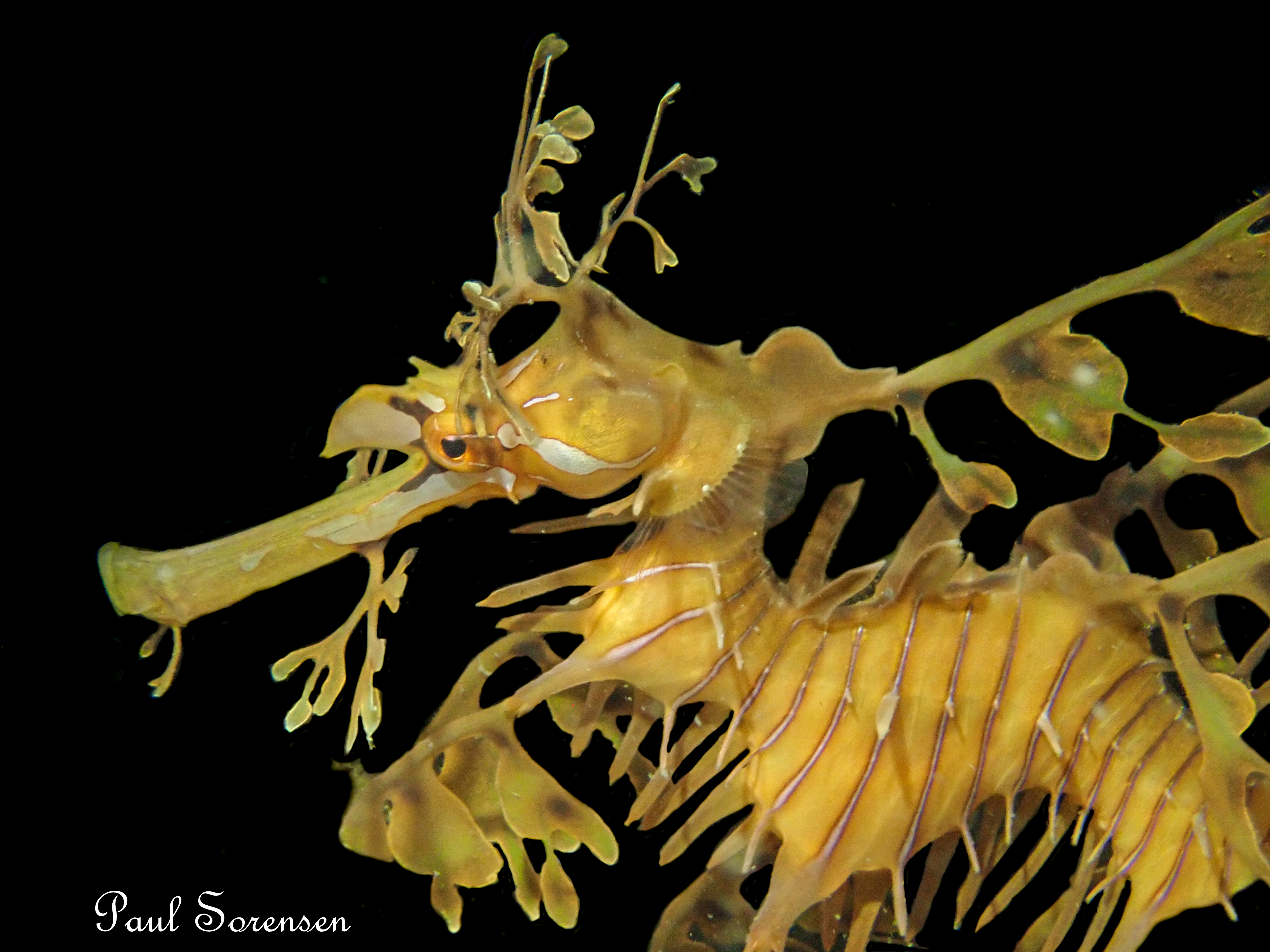 Leafy Seadragon