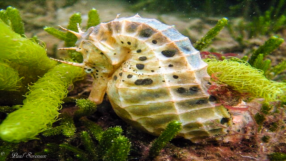 Bigbellied Seahorse Hippocampus abdominalis