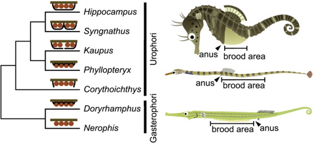 Reproduction of Syngnathidaes