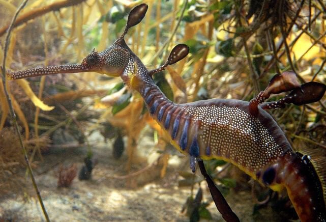 Weedy Seadragon