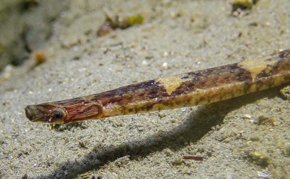 Ringback Pipefish (Stipecampus cristatus, McCulloch & Waite, 1918)