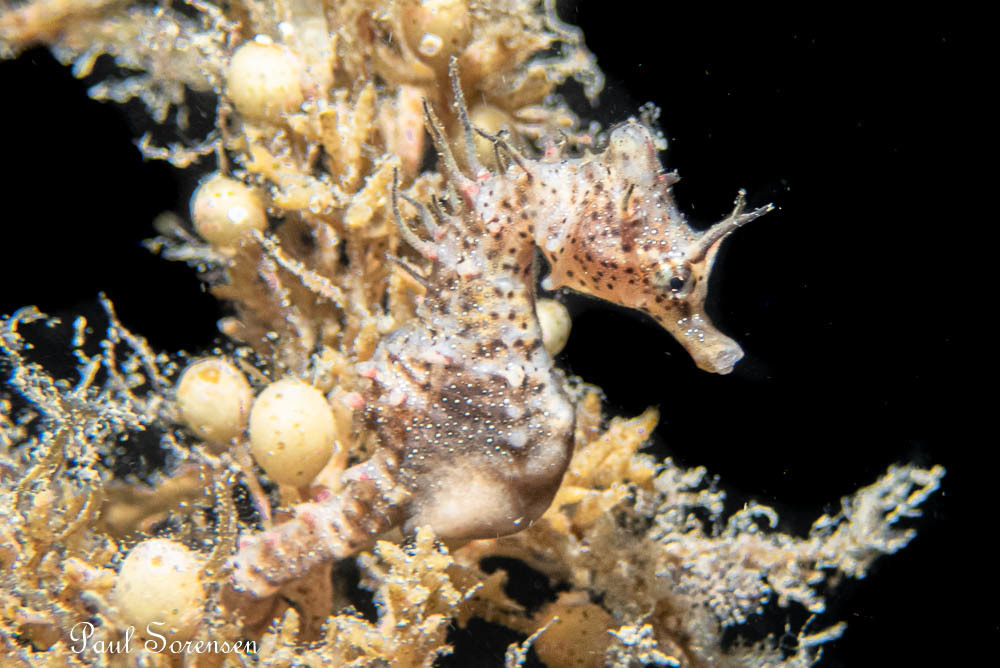 Short Headed Seahorse  Hippocampus breviceps