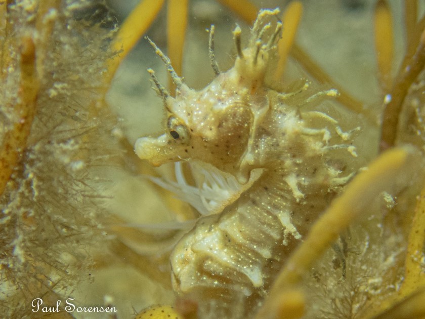 Short Headed Seahorse  Hippocampus breviceps