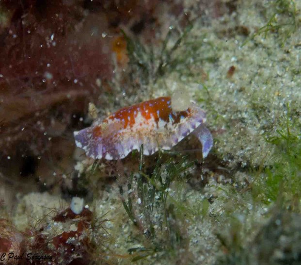 Chromodoris alternata