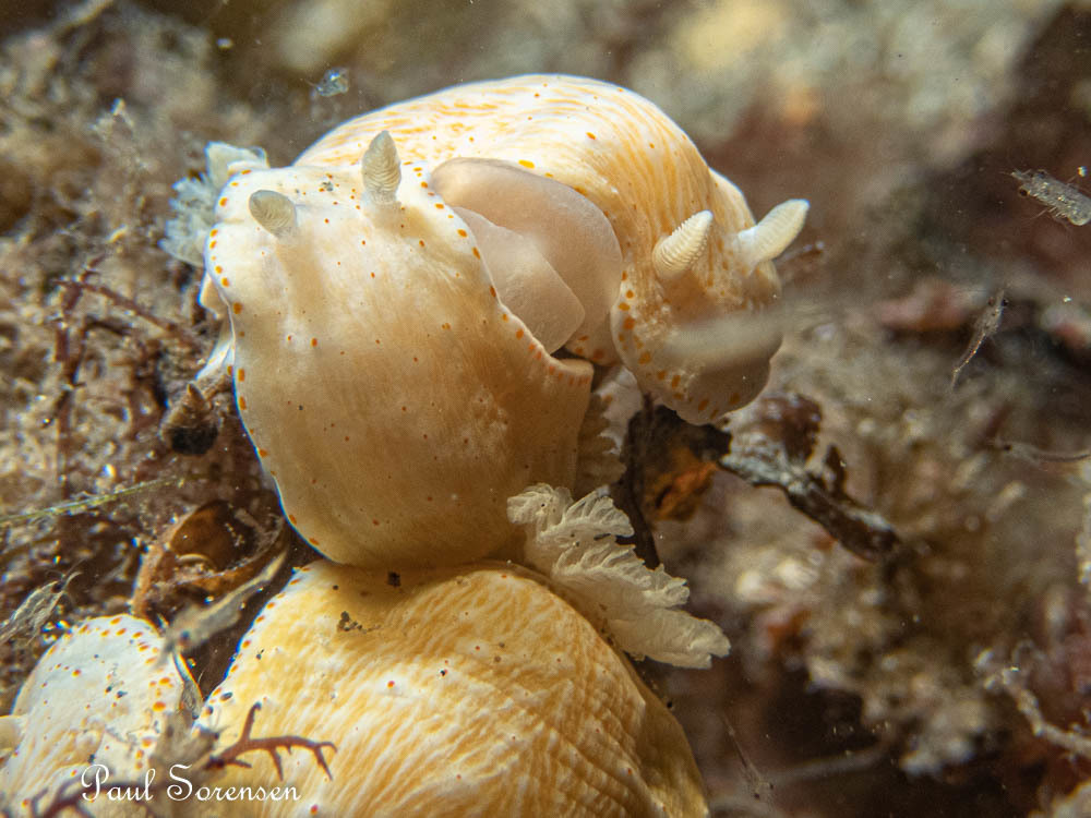 Goniobranchus epicurius