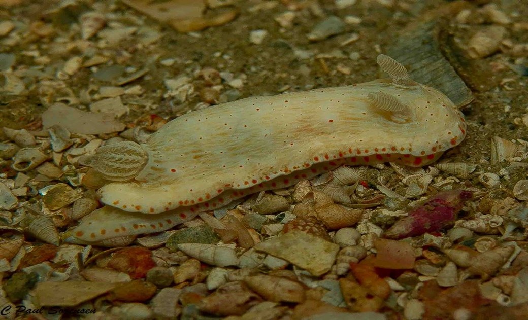 Goniobranchus epicurius