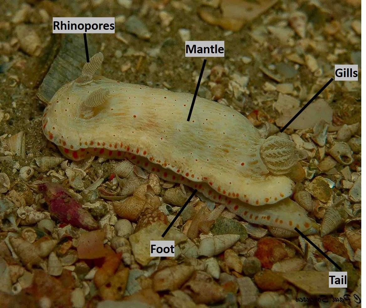 Dorid Nudibranchs