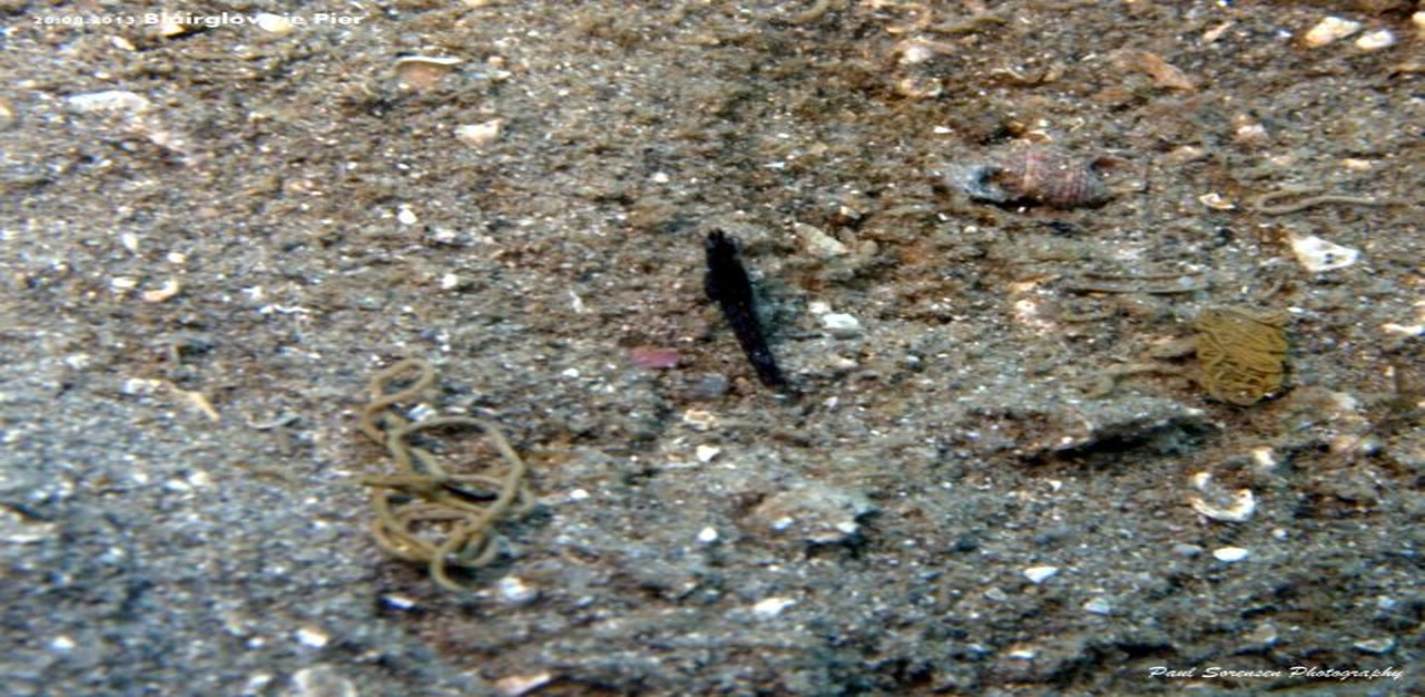 Black Shrimp