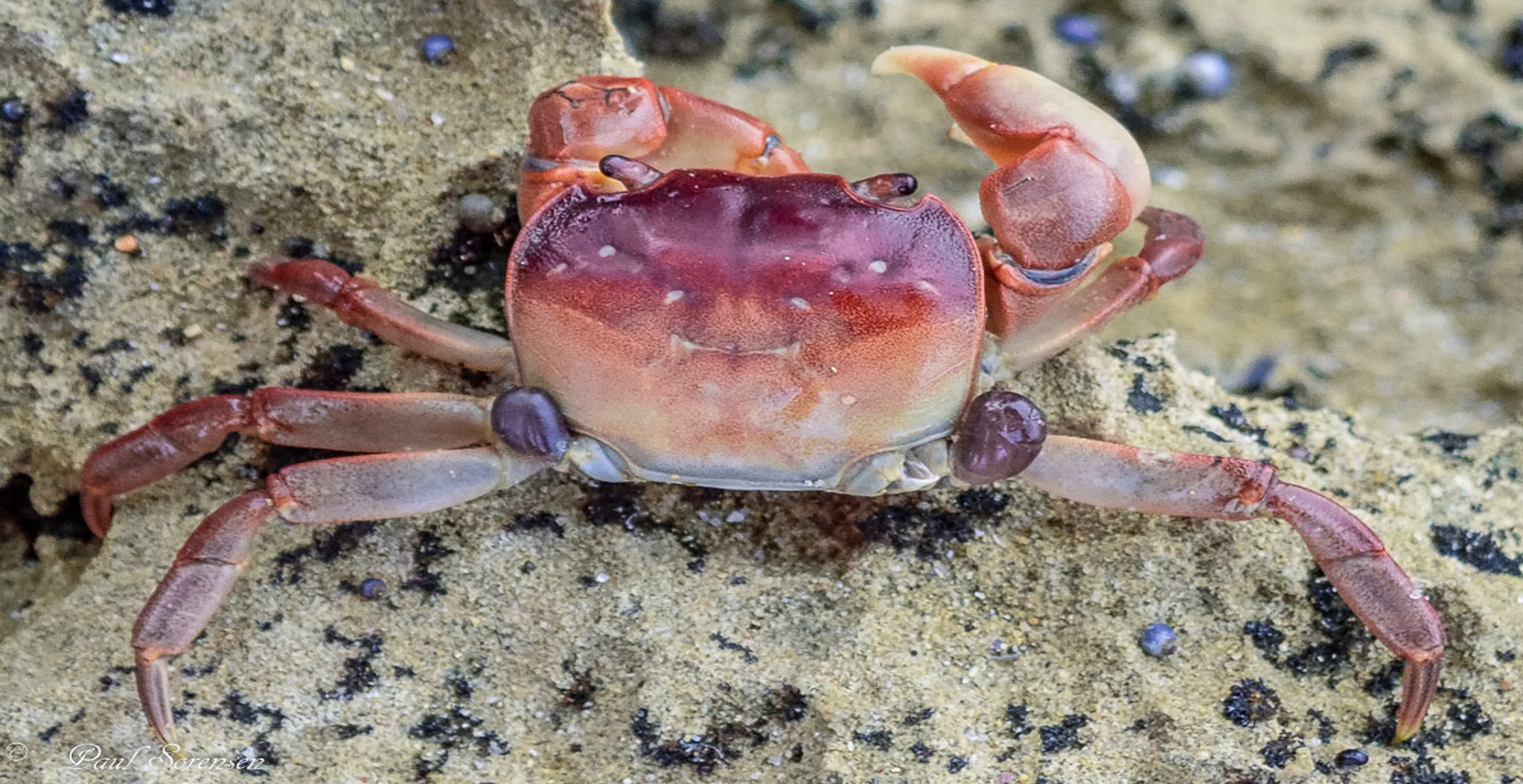 Cyclograpsus granulosus