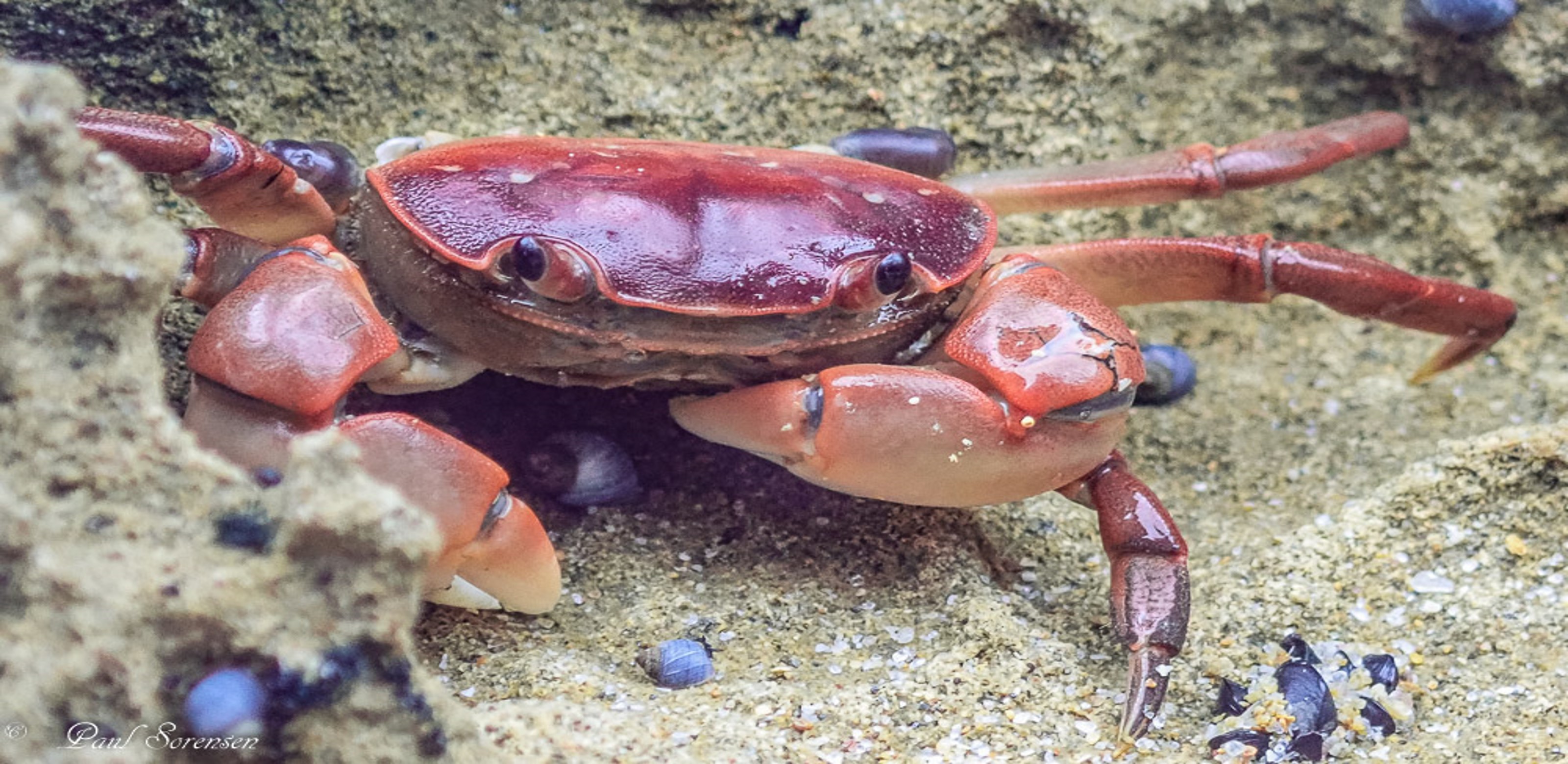 Cyclograpsus granulosus