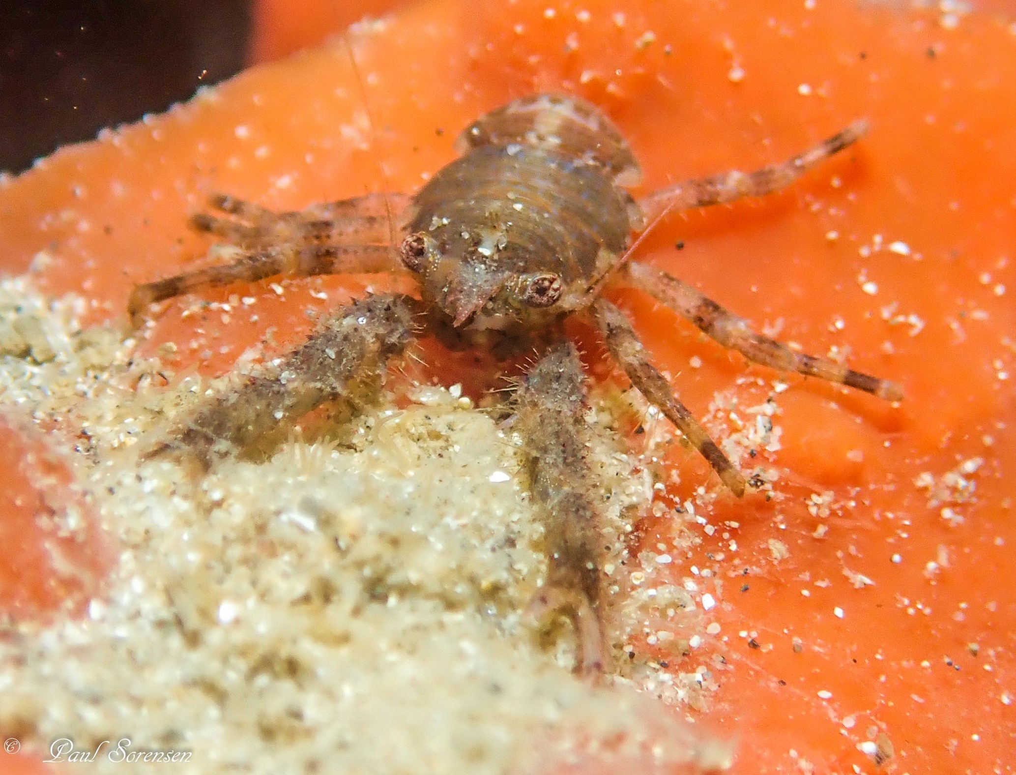 Galathea australiensis