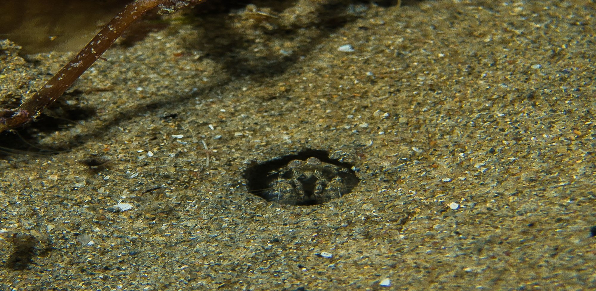 Hadrosquilla perpasta