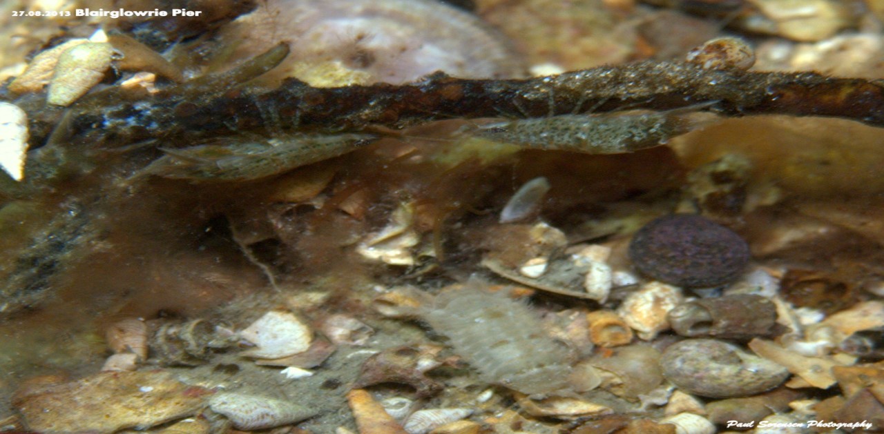 Isopod Species