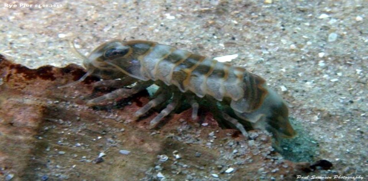 Neosphaeroma sp.