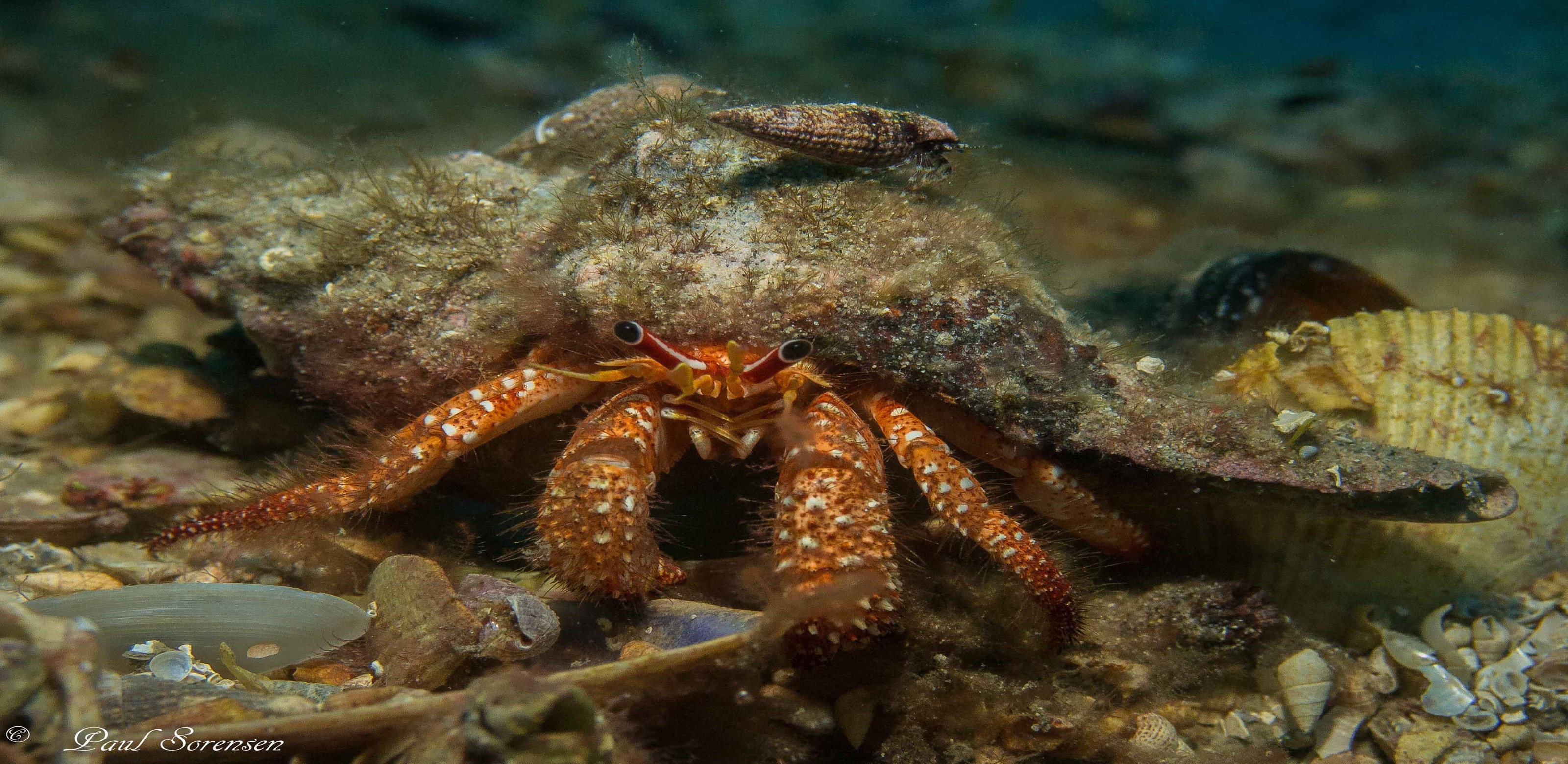 Strigopagurus strigimanus