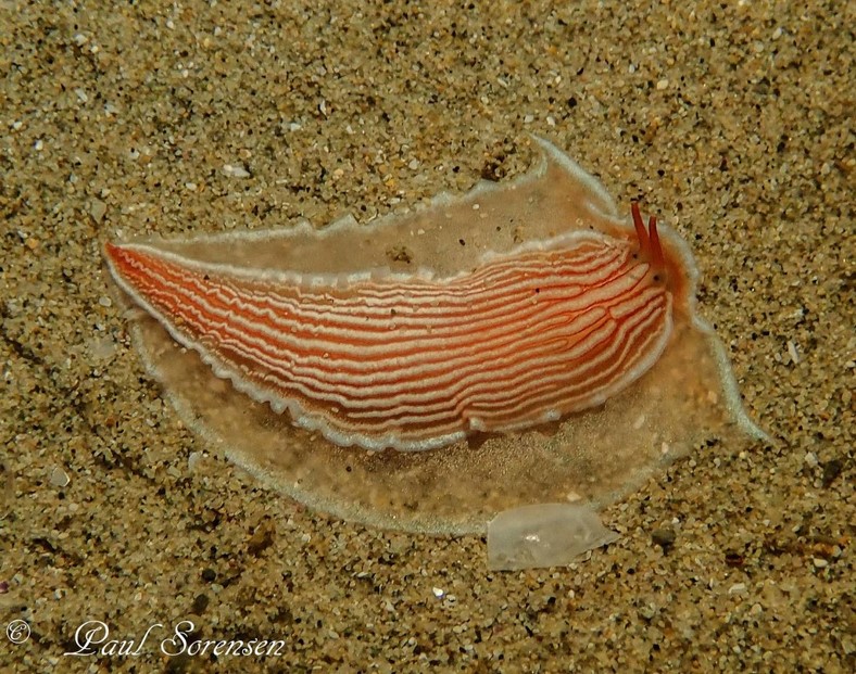 Dermatobranchus rubidus 