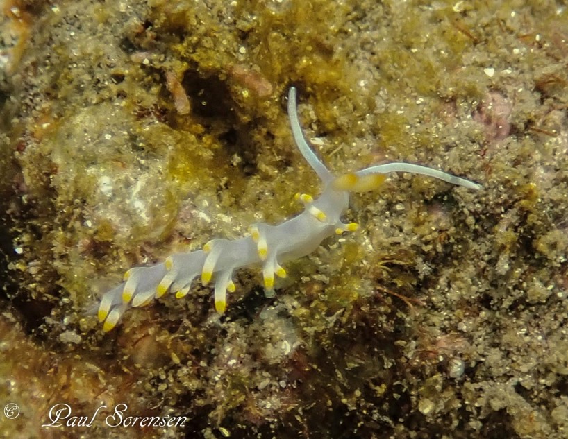 Flabellina sp.