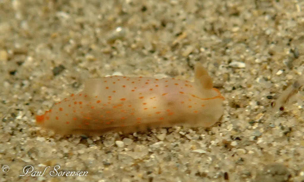 Gymnodoris alba