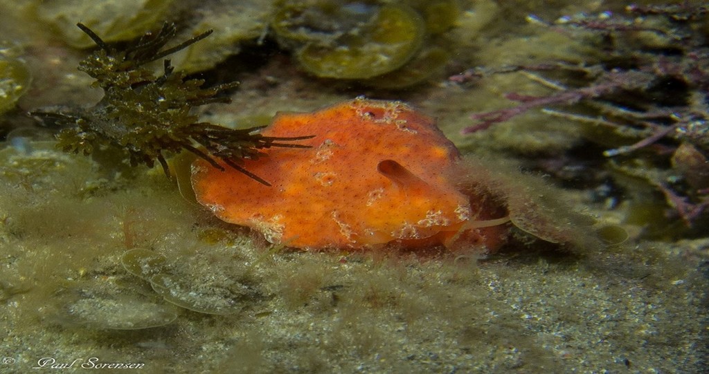 Lamellaria australis