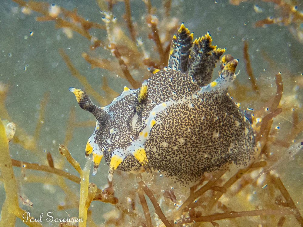 Polycera hedgpethi