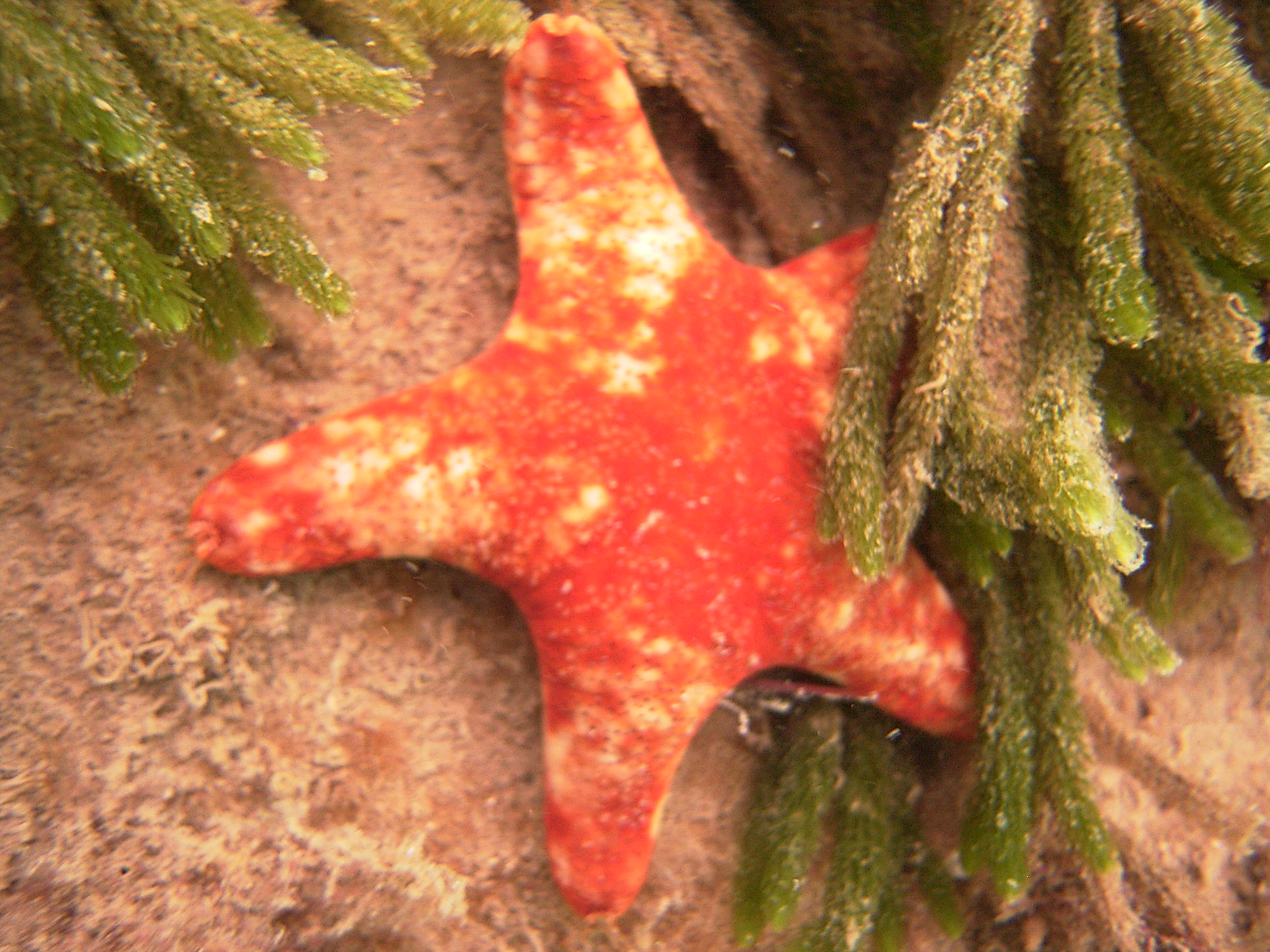 Petricia vernicina