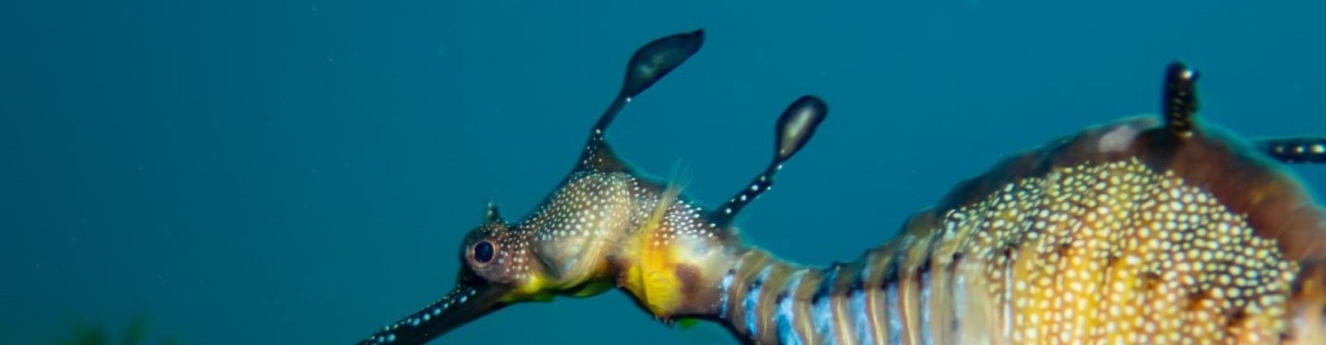 Weedy Sea Dragons